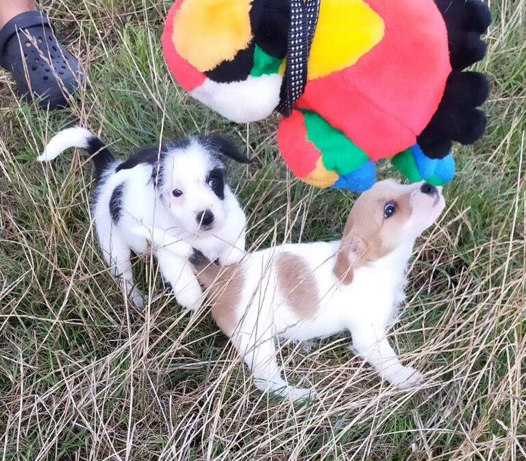 Jack Russell pups uit het nest van Carola en Marley