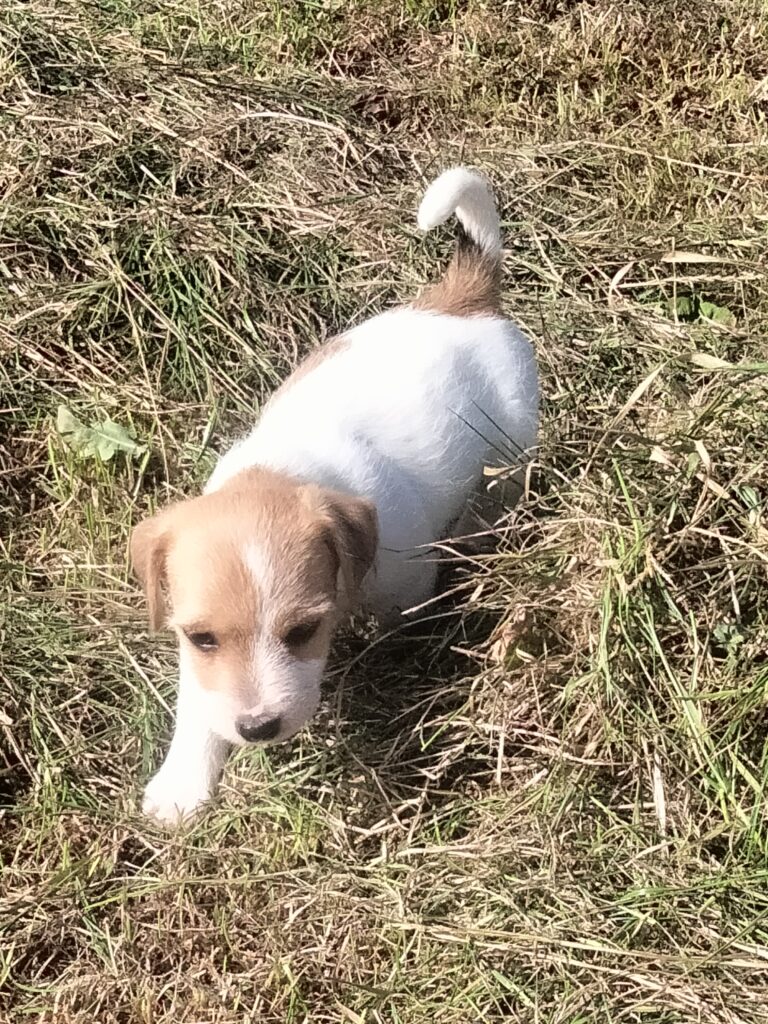 Ruwharige Jack Russell pup uit Carola x Marley