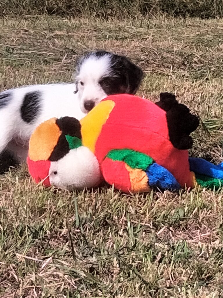 Jack Russell pup uit Carola x Marley