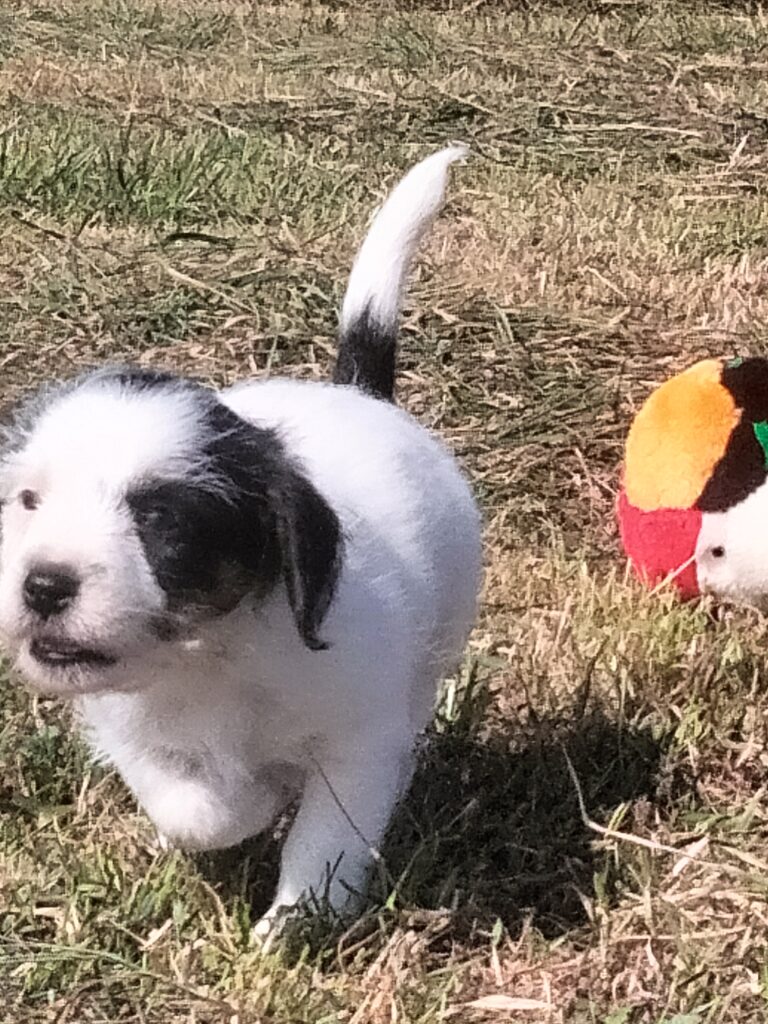 Jack Russell pup geboren op 27 juni 2026