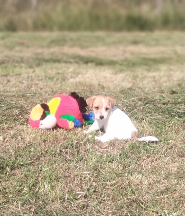 Jonge ruwharige Jack Russell pup