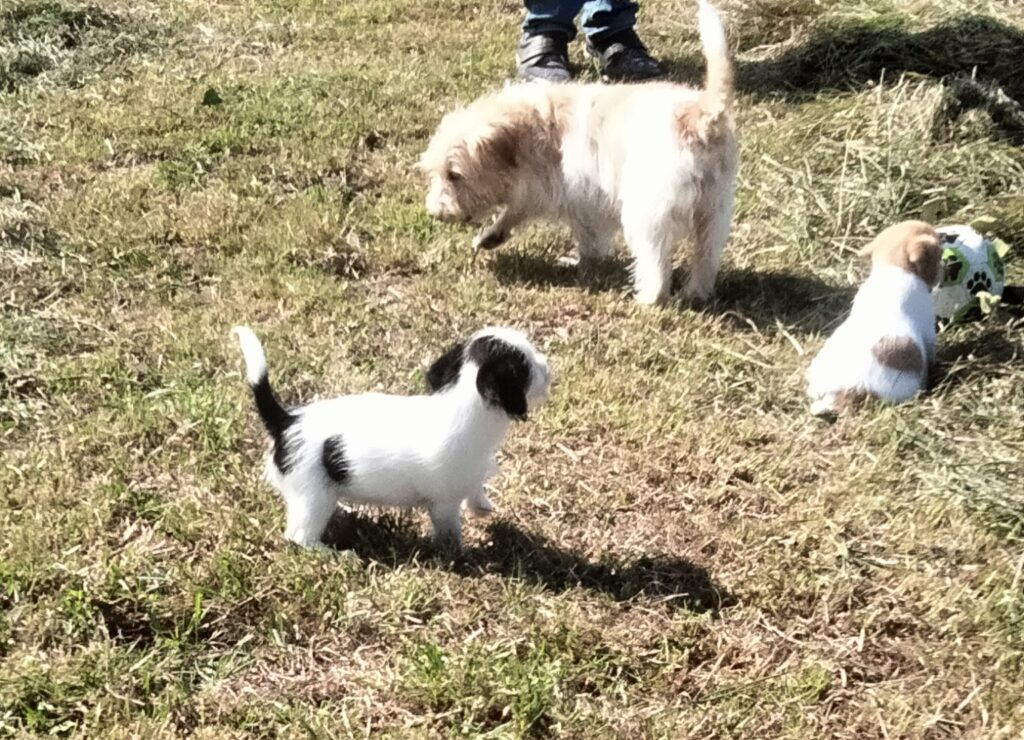 Driekleur Jack Russell pup uit Carola x Marley