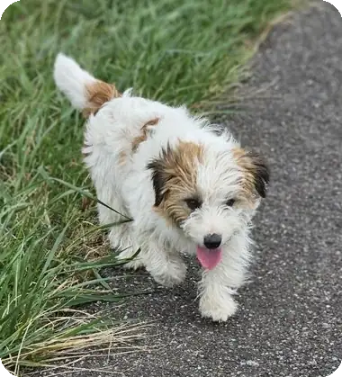 Marley Merza als jonge Jack Russell reu