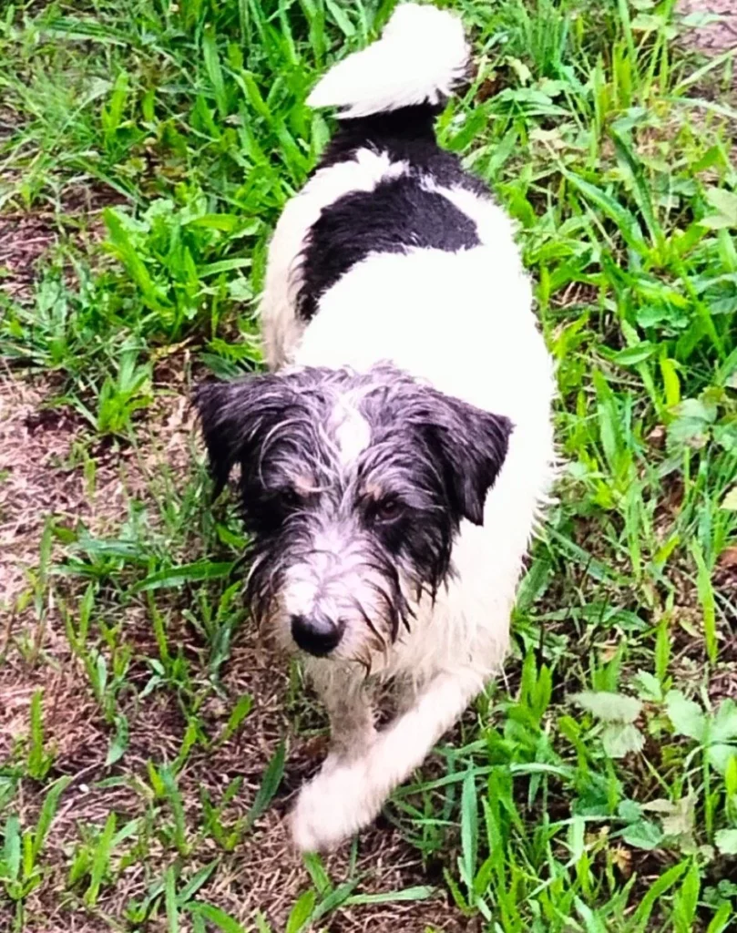 Carlo Merza, een kleine ruwharige zwart-witte hond, loopt door hoog gras naar de camera