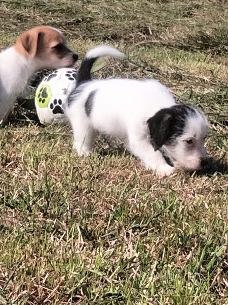 Ruwharige Jack Russell pup op de pups-pagina van Kennel Merza