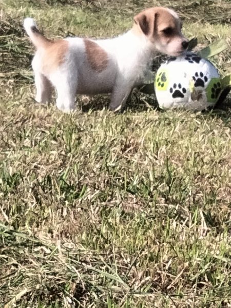 Jack Russell pup wit bruin uit het nest van 27 juni 2026
